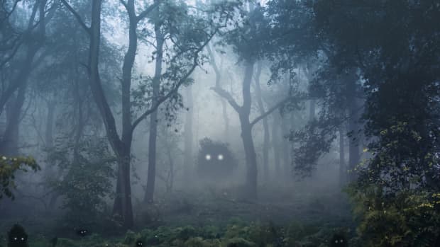 在朦胧的树林里发光的眼睛