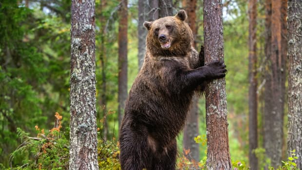 一只熊用后腿站立在松林里