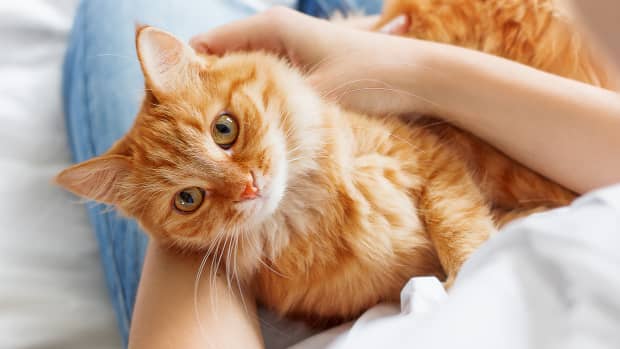 一只橙色的猫专注地看着把它抱在怀里的人。