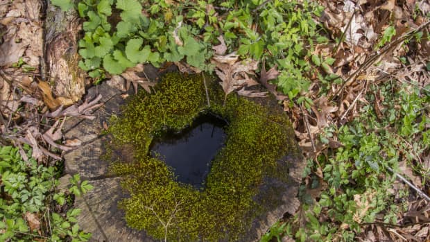 这是在美国爱荷华州梭伦拍摄的，树桩中心的心形水池，周围环绕着绿色植物和干树叶。